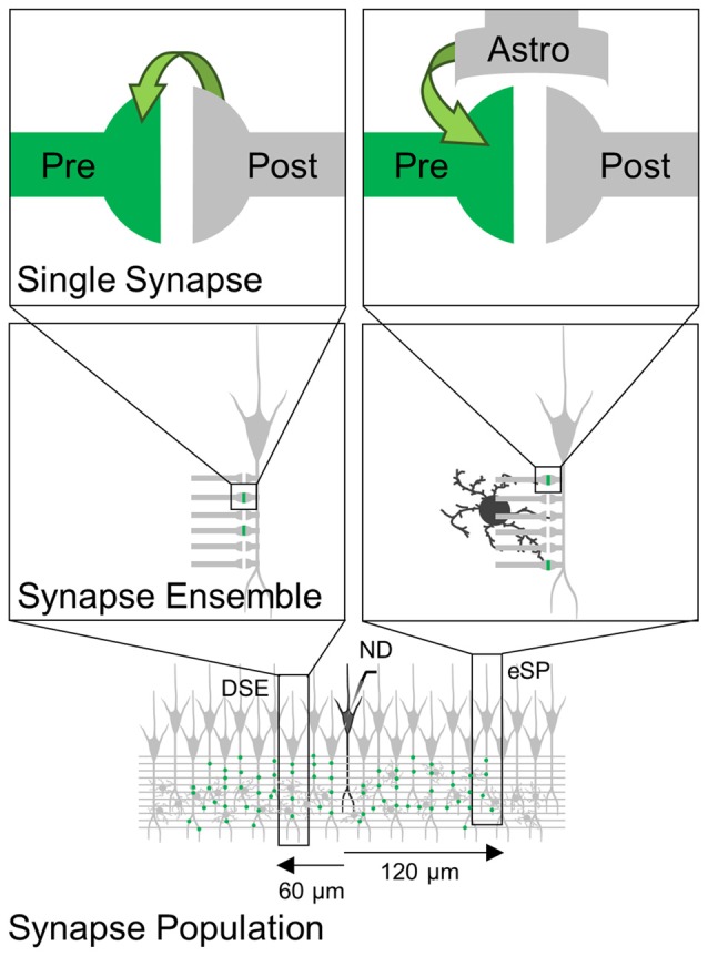 Scheme representing eCB-induced synaptic regulation at different levels of observation. eCBs released by ND induces synapse-specific modulation (green) through direct activation of cannabinoid receptors type 1 (CB1Rs) at presynaptic terminals (left) or through indirect activation of astrocytes (right). These synapse-specific phenomena observed at single synapses are concealed when monitoring synapse ensemble or synapse population.