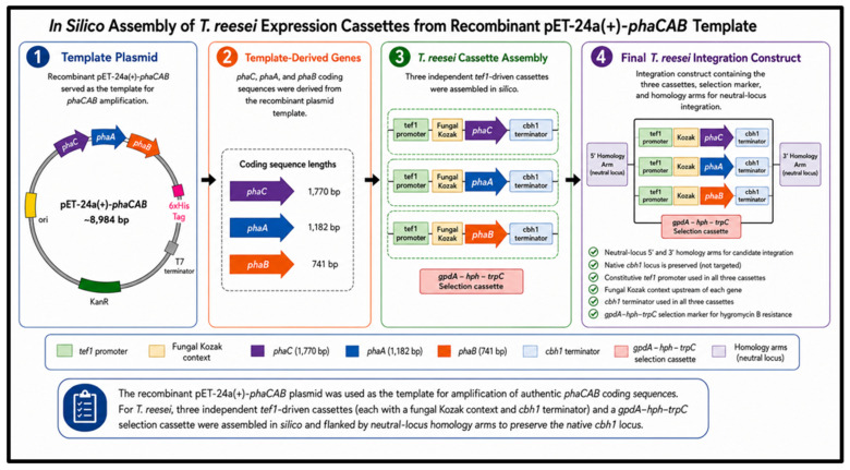 In silico assembly of the host-specific T. reesei expression construct (TrePHB3 integration construct). The native phaC (1770 bp), phaA (1182 bp) and phaB (741 bp) coding sequences were incorporated into three independent tef1-driven cassettes, each containing a fungal Kozak context and a cbh1 terminator. The final construct also contained a gpdA–hph–trpC selection cassette and candidate NL1 5′ and 3′ homology arms designed to preserve the native cbh1 locus.