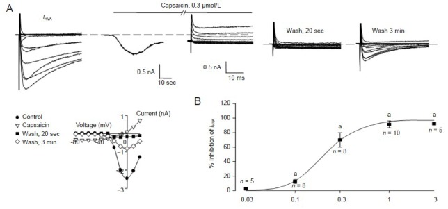 Cannabinoid and transient receptor potential (TRP) vanilloid type 1 receptor involvement in the inhibition of high voltage-activated Ca2+ currents (IHVA) by 1 and 10 μmol/L anandamide in rat trigeminal ganglion neurons.(A) IHVA currents were generated in a neuron with a membrane resistance of 878 MΩ. Application of 0.3 µmol/L capsaicin induced a maximum inward current of 0.6 nA, which desensitized to 0.3 nA after about 60 seconds (sec). At this time, the membrane resistance was 164 MΩ and IHVA was reduced from 2.4 to 0.4 nA. After washing the cell for 20 seconds (sec), the capsaicin-induced inward current returned to baseline and the membrane resistance increased to 856 MΩ. IHVA recovered to 0.8 nA. Current-voltage curves are shown in the absence and presence of capsaicin as well as for the 20 sec and 3-minute (min) washes. (B) Dose-dependent inhibition of IHVA by capsaicin in capsaicin-sensitive trigeminal ganglion neurons. The Hill equation was fitted to the dose-response curve, with IC50 = 0.21 µmol/L. n: Times of individual experiments carried out at each concentration. P < 0.05, vs. before capsaicin (one-way analysis of variance).