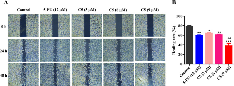 Effect of C5 on migration of HCT116 cells. A Cell migration was detected by wound scratch assay. The representative images of cell migration in the wound scrape model at 0, 24, and 48 h (100 ×); B Statistical analysis of 48-h scratch test (mean ± SD, n = 3), *Compared with the control group, * p < 0.05, ** p < 0.01, *** p < 0.001; #Compared with the 5-FU group, ## p < 0.01