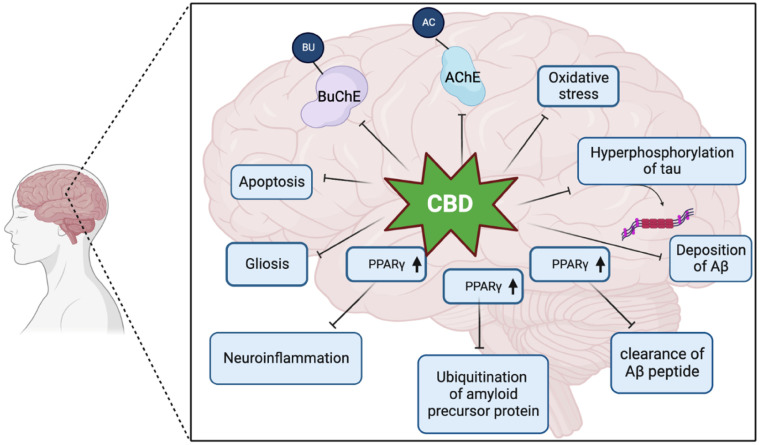 Different molecular mechanism that is affect by CBD in AD brain. BuChE, butyrylcholinesterase; AChE, acetylcholinesterase; PPARγ, peroxisome proliferator-activated receptor.