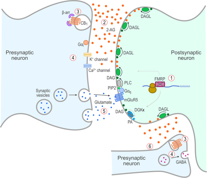 ECS dysfunction in FXS due to lack of FMRP. Lack of FMRP in FXS leads to (1) reduced expression of DGKκ and abnormal trafficking of DAGL mRNA, which results in (2) ectopic/abnormal production of 2-AG and release into the synaptic cleft, which causes (3) β-arrestin recruitment, internalization, and desensitization of CB1 receptors, resulting in (4) loss of the normal retrograde inhibitory signaling and (5) increased glutamate release and activation of mGluR5 receptors and (6) altered GABA release. 2-AG, 2-arachidonoylglycerol; β-arr, β-arrestin; CB1, cannabinoid type 1 receptor; CNS, central nervous system; DAG, diacylglycerol; DAGL, diacylglycerol lipase; DGKκ, diacylglycerol kinase-κ; ECS, endocannabinoid system; FMRP, FMR1 protein; FXS, fragile X syndrome; G, G proteins; GABA, γ-aminobutyric acid; mGluR5, group I metabotropic glutamate receptor 5; mRNA, messenger RNA; PA, phosphatidic acid; PIP2, phosphatidylinositol-4,5-bisphosphate; PLC, phospholipase C