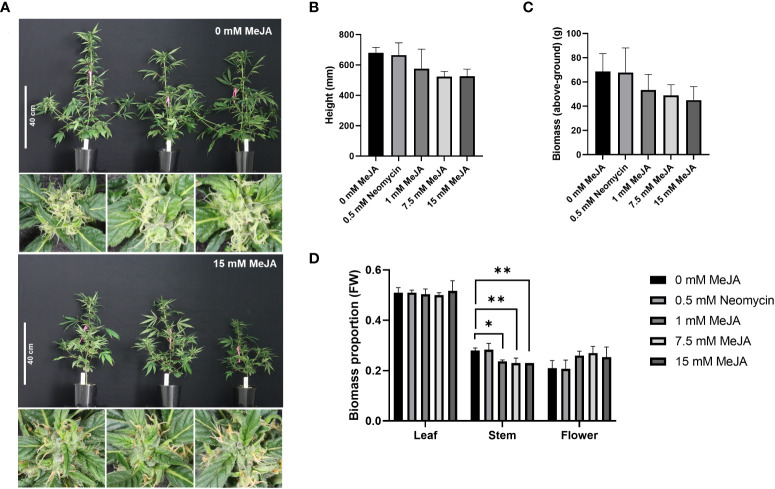Impact of MeJA and neomycin treatment on Cannabis sativa plant morphology. (A) Visible reductions in plant height and amber coloration of stigmas observed with MeJA application. (B) Impact of MeJA on plant height. Mean (n = 3) ± SD. (C) Impact of MeJA on above-ground biomass. Mean (n = 3) ± SD. (D) Proportion of leaf, stem and flower from the total above-ground biomass of MeJA and neomycin treated plants. Mean (n=3) ± SD. One-way ANOVA Dunnett’s multiple comparisons test of control (0 mM) vs neomycin and ≥ 1 MeJA treatments *p< 0.05, **p < 0.01; One-way ANOVA test for trend is significant for height and biomass (p < 0.05); Three biological replicates (plant clones) used per treatment; Plant measurements taken 29-d post exposure to a short-d photoperiod; Close-up images of pistillate flowers taken from the apical inflorescence.