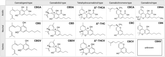 The chemical structures of Cannabigerol (CBG), Cannabidiol (CBD), Tetrahydrocannabinol (Δ9-THC), Cannabichromene (CBC) and Cannabinol (CBN)-type neutral, varinic and acidic phytocannabinoids. More than 120 phytocannabinoids have been isolated from Cannabis sativa L. which can be distinguished into eleven chemical subtypes (Gonçalves et al. 2020; ElSohly 2017). Their common chemical features include a dibenzopyran ring and a hydrophobic alkyl chain (Morales et al. 2017). Aside from Δ9-THC and CBD, there has been a current focus on the therapeutic properties of some minor, varinic and acidic cannabinoids (Andre et al. 2016; Franco et al. 2020). Created with BioRender.com