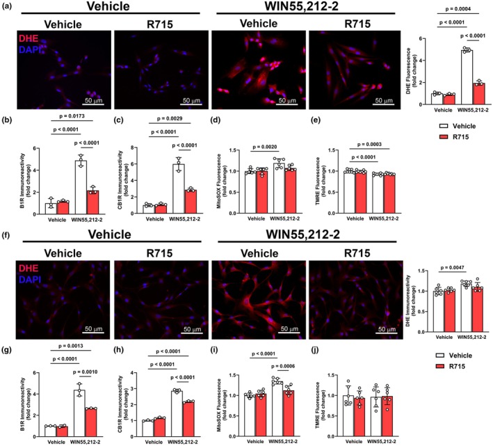 Effects of WIN55,212‐2 on oxidative stress and mitochondrial function in H9c2 cardiomyocytes and human cardiac fibroblasts. Quantification of DHE (a), B1R (b), CB1R (c), mitochondrial superoxide (MitoSOX, d), and mitochondrial membrane potential (TMRE, e) in H9c2 cardiomyocytes following WIN55,212‐2 treatment. WIN55,212‐2 in H9c2 cells increased oxidative stress, B1R, and CB1R expression, and decreased mitochondrial membrane potential. Corresponding quantification of DHE (f), B1R (g), CB1R (h), MitoSOX (i), and TMRE (j) in human cardiac fibroblasts. Unlike H9c2 cells, WIN55,212‐2 did not significantly alter TMRE in HCFs, despite increasing oxidative stress and receptor expression. Data are presented as mean ± SD. n = 3–6 independent cultures/group: One‐way ANOVA followed by Tukey's multiple comparisons.