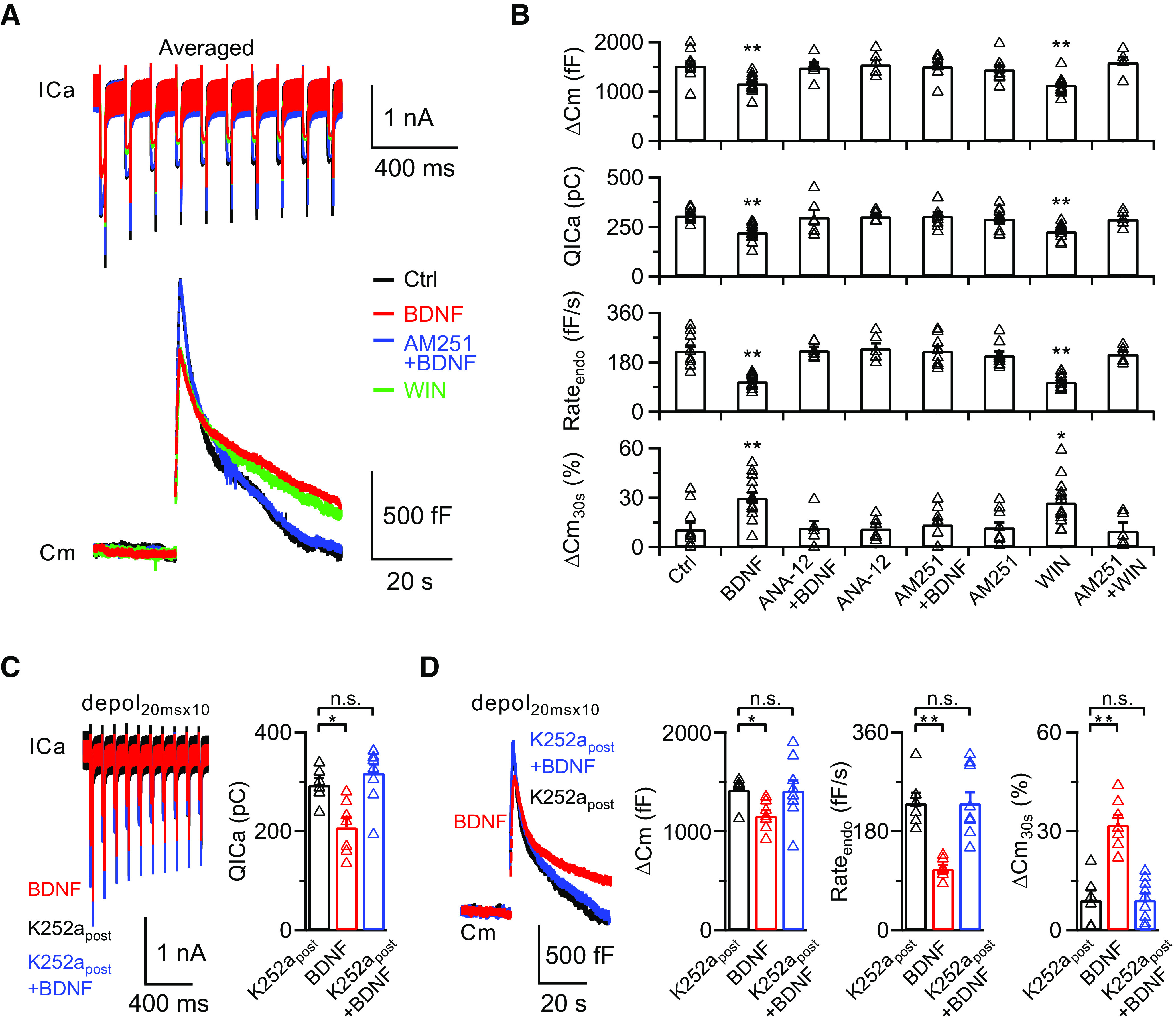 BDNF inhibits rapid endocytosis via the eCB signaling pathway. A, Averaged presynaptic ICa (top) and Cm (bottom) induced by depol20msx10 in the control (Ctrl, black), BDNF treatment (BDNF, red), BDNF treatment in the presence of AM251 (AM251+BDNF, blue), and WIN55212-2 treatment (WIN, green) groups. B, Statistics for ΔCm, QICa, Rateendo, and ΔCm30s% from different treatments in extracellular solution (Ctrl, n = 10; BDNF, n = 13; ANA-12+BDNF, n = 6; ANA-12, n = 6; AM251+BDNF, n = 9; AM251, n = 9; WIN, n = 12; AM251+WIN, n = 5). p values were calculated using a one-way ANOVA with Bonferroni's multiple comparisons test. *p < 0.05. **p < 0.01. C, Left, Averaged presynaptic ICa induced by depol20msx10 in the control (K252apost, 200 nm K252a in the postsynaptic pipette solution, n = 6; black), BDNF treatment (BDNF, without K252a in the postsynaptic pipette solution in the presence of BDNF, n = 7; red), and BDNF treatment with K252a (K252apost+BDNF, 200 nm K252a in the postsynaptic pipette solution in the presence of BDNF, n = 9; blue) groups. Right, Statistics for QICa in all three groups using a one-way ANOVA with Bonferroni's multiple comparisons test. *p < 0.05. D, Left, Averaged Cm induced by depol20msx10 from C. Right, Statistics for ΔCm, Rateendo, and ΔCm30s% in all three groups using a one-way ANOVA with Bonferroni's multiple comparisons test. *p < 0.05. **p < 0.01. n.s., not significant. Detailed statistical information is provided in Table 1.