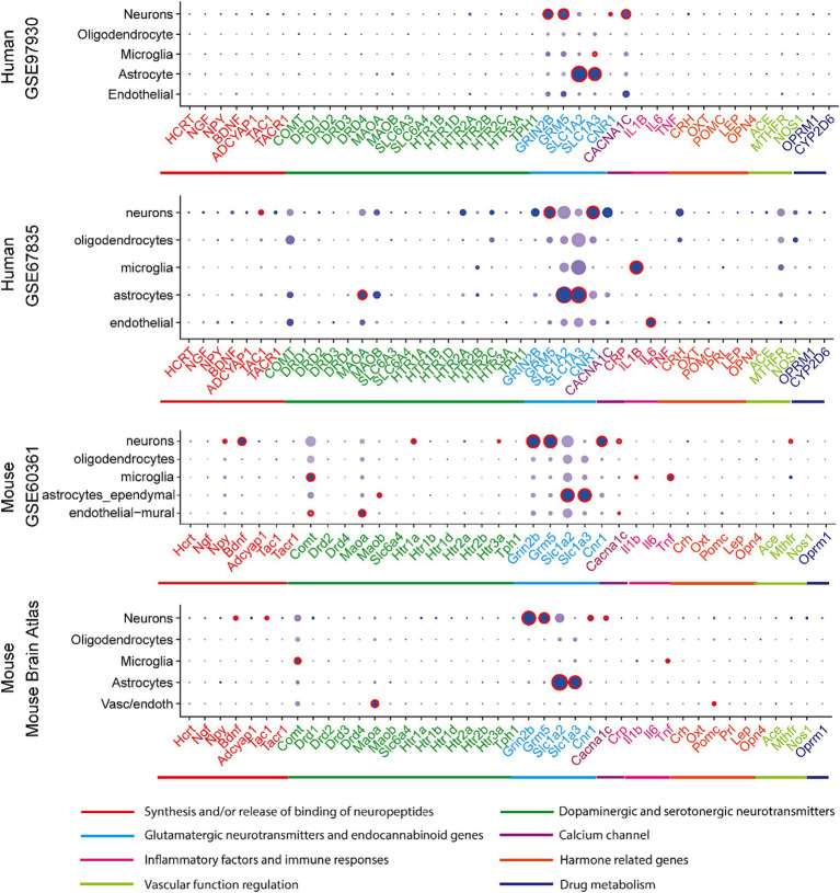 Expression profiles in CNS cell types in human and mouse datasets. In a particular cell type, the expression of genes was illustrated in 8 categories indexed by color bars. A larger dot size indicates a higher detection rate of gene expression within each cell type, while a darker color indicates a higher average level of expression. The red circles indicate significantly higher expression in a cell type compared to all others.