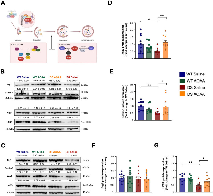 Pharmacological inhibition of CBS with AOAA ameliorates the availability of autophagy-related components crucial for autophagosome formation and maturation in the Dp(17)3Yey/ + mouse brain. A Schematic illustration of the autophagic machinery, with the investigated components of interest highlighted in red. Representative immunoblots of the selected rate-limiting components of the autophagy pathway quantified in whole-brain homogenates from B female and C male mice. Densitometric analysis of D Atg7, E beclin-1, F Atg3, and G LC3B proteins. β-actin served as the loading control. Each bar represents the mean ± SEM of 10 animals per experimental group, 5 males and 5 females, while each dot represents one animal; *p ≤ 0.05 and **p ≤ 0.01