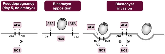 Summary of cannabinoid receptors mediated effects of AEA on NOS activity.For details see description in the Discussion section.