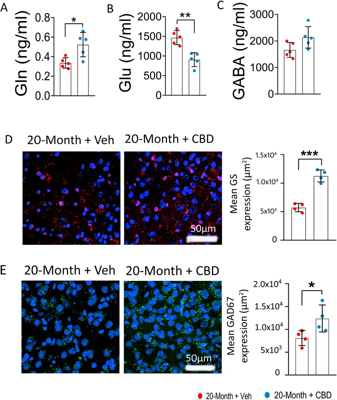 CBD reverses age-associated disruption in the glutamine-glutamate/GABA cycle in the mPFC.Quantitative analysis reveals that 20-Month + Veh group, exhibit significantly reduced levels of glutamine and glutamate, in the mPFC, which regulated by CBD treatment (A-C), whereas no significant alteration in GABA level, N = 10 mice per group. Representative confocal images show reduced expression of glutamine synthetase (D) and glutamate decarboxylase 67 (E) in the mPFC of 20-Month + Veh group mice, both of which were markedly increased following CBD treatment. Red: glutamine synthetase (GS +ve), Green: GAD67, Blue: nuclear stain (DAPI +ve). Data are presented as mean ± SEM and analysed using unpaired t-test. *p < 0.05, **p < 0.01, ***p < 0.001. N = 4 mice per group. GS: Glutamine Synthetase; GAD67: Glutamate Decarboxylase 67; CBD: Cannabidiol.