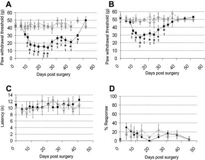 The development of reflex sensitivity to punctate mechanical stimuli, but not to thermal or cold stimuli, in the limb ipsilateral to perineural HIV-1 gp120 treatment of the sciatic nerve. (A–D) Hind paw withdrawal thresholds to (A) graded von Frey filaments, (B) an electronic von Frey device, (C) a noxious thermal stimulus and (D) an acetone drop, measured following perineural HIV-1 gp120 treatment of the sciatic nerve (n = 12) or perineural RSA (sham) treatment of the sciatic nerve (n = 12). Statistical significance of differences between paws ipsilateral (■) and contralateral () to HIV-1 gp120 and ipsilateral to RSA (▵) (∗P < 0.05) was determined by a one-way ANOVA with Dunn’s all pairwise multiple comparisons or (‡P < 0.05) between each value and the relevant baseline value (at time 0) using a one-way ANOVA with Dunnett’s multiple comparisons versus control post hoc analysis. Each value is the mean ± SEM.