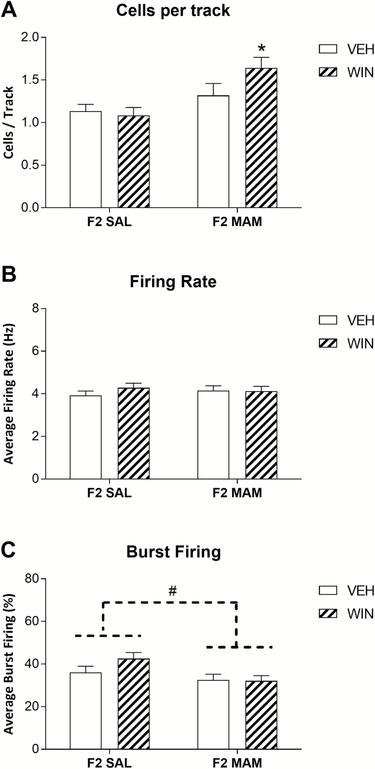 (A) Adolescent exposure to WIN55,212-2 increases dopamine neuron population activity in “susceptible” F2 methylazoxymethanol acetate (MAM) but not F2 saline rats. The firing rate and burst firing of putative dopamine neurons are presented in B and C, respectively. * Represents a significant difference from F2 saline (SAL) x vehicle (VEH) and F2 SAL x WIN groups (P<.05, 2-way ANOVA, Holm-Sidak). # Represents a main effect of strain (P<.05, 2-way ANOVA). Error bars indicate SEM. The sample sizes per group were as follows: F2 SAL VEH, n=14 rats, 96 cells; F2 SAL WIN, n=13 rats, 84 cells; F2 MAM VEH, n = 14 rats, 113 cells; F2 MAM WIN, n=14 rats, 125 cells.