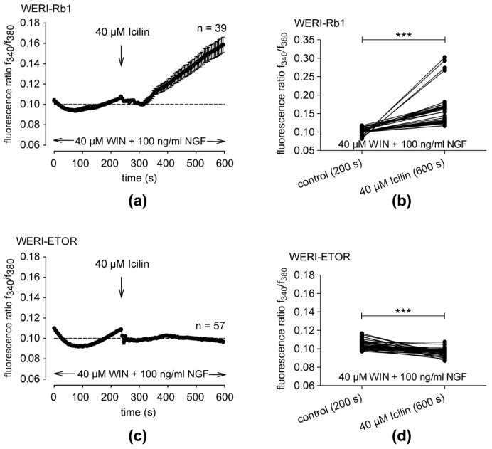 Crosstalk mediating NGF and CB1-induced TRPM8 activation: (a) Fluorescence ratio data ta are represented as mean ± SEM. n indicates the number of cells in this set of experiments. The dashed line represents the baseline value (0.1). Arrows indicate the application of icilin (40 µM) in the presence of 40 µM WIN55,212-2 and 100 ng/mL NGF. Icilin induces an increase in Ca2+ influx in WERI-Rb1 cells (n = 39; filled circles). (b) Single data at 200 s (control) versus 600 s (icilin in the presence of WIN55,212-2 and NGF) show that the f340 nm/f380 nm fluorescence ratio only rises in WERI-Rb1 cells (n = 39; *** p < 0.001). (c) Same experiment as explained in panel (a) but with WERI-ETOR cells (filled circles; n = 57). The icilin-induced rise is absent in WERI-ETOR cells. (d) Same conditions as those in panel (b); unlike with WERI-Rb1 cells, icilin fails to induce rises in intracellular Ca2+ that are induced under the same conditions in WERI-ETOR cells.