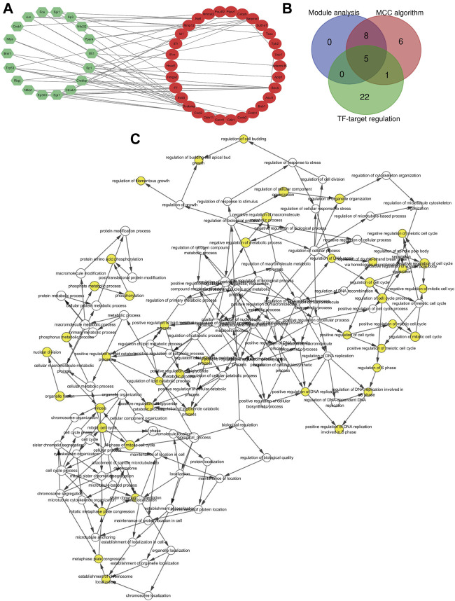 Gene transcription factor and hub genes identified. (A) Gene transcription factor (TF) regulatory network. Green hexagons stand for the transcription factor and red nodes stands for DEGs. (B) Hub genes identified by Venn diagram. The blue circle represents the 13 significant genes generated by module analysis, the red circle represents the top 20 candidate genes obtained by the MCC algorithm, and the green circle represents the 28 target genes predicted by TFs. (C) GO analysis of the hub gene constructed using BiNGO. The color depth of the node refers to the corrected p-value of the ontology. The size of the node refers to the number of genes involved in the ontology. p < 0.01 is statistically significant.