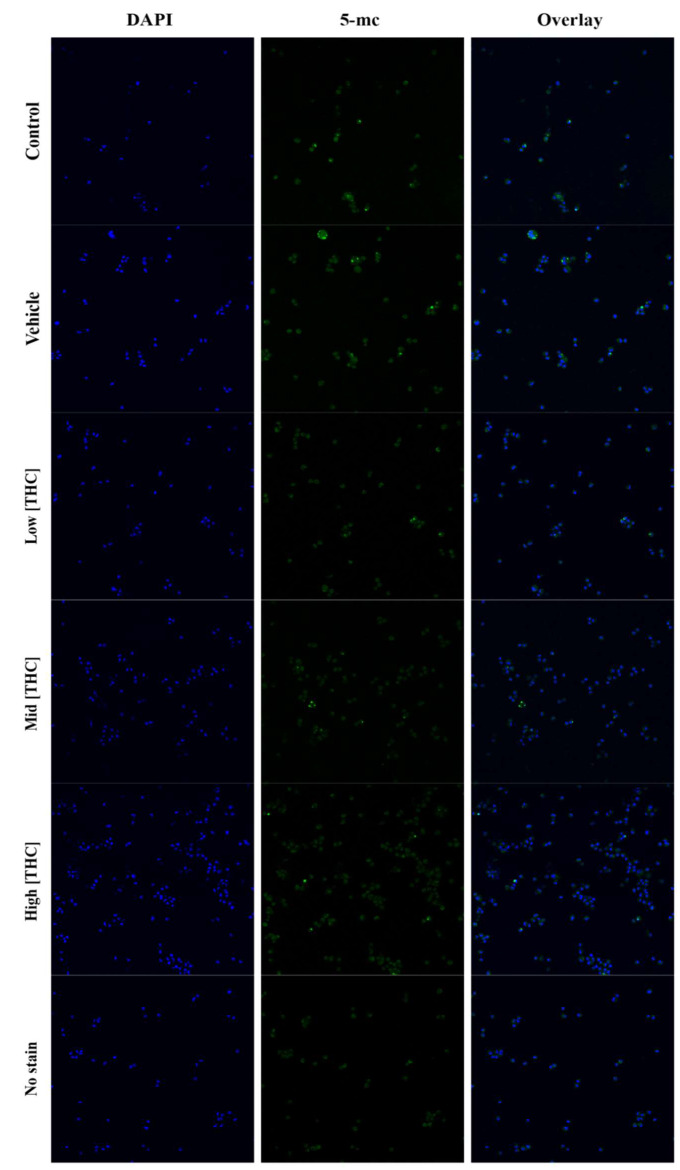 Confocal images of GCs stained with nuclear stain DAPI (blue) and 5-mC antibody (green) following 24-hour treatment with low (0.032 µM), mid (0.32 µM), and high (3.2 µM) concentrations of THC. Images captured using an Olympus FV1200 Confocal Microscope