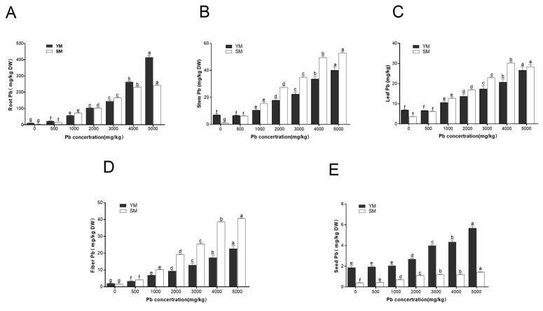 Pb content in different organs of two industrial hemp varieties under Pb stress (mg/kg). (A): Comparison of Pb content in roots; (B): Comparison of Pb content in stems; (C): Comparison of Pb content in leaves; (D): Comparison of Pb content in seeds; (E): Comparison of Pb content in fibers. Different lowercase letters represent significant differences in different concentrations (p < 0.05).