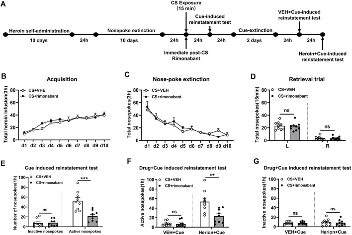 Injection of rimonabant immediately after CS exposure reduced reinstatement of heroin-seeking behaviors induced by heroin-associated cue or heroin + cue priming. (A) Experimental flow chart. (B) The total number of heroin infusions during heroin self-administration. (C) Active nose-poke responses during extinction sessions. (D) Nose-poke responses during the reactivation trial. (E) Active (left) and inactive (right) nose-poke responses during the cue-induced reinstatement test. (F,G) Active (left) and inactive (right) nose-poke responses in VEH or heroin + cue-induced reinstatement test.