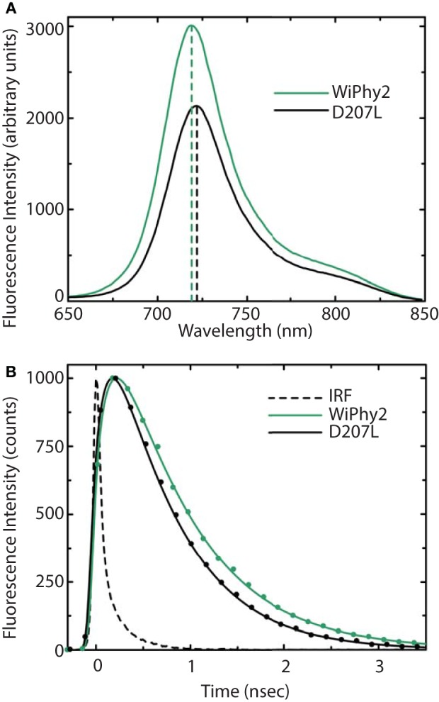 (A) Steady-state emission spectra and (B) emission decays of purified DrCBDmon-D207L and WiPhy2 variants. For steady-state measurements, samples were excited at 630 nm light and intensities were corrected for the number of absorbed photons. Emission decay samples were excited at 660 nm and monitored at 720 nm. IRF is the instrument response function. Solid lines show the multiexponential fit of the data.