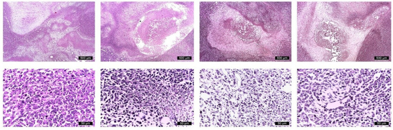 Representative H&E-stained histological sections of primary tumors. Columns correspond to treatment groups (PTX, JWH-182, NC1, NC2). The first row shows the overall tumor architecture, scale bar: 500 µm; the second row presents higher-magnification views, scale bar: 50 µm.