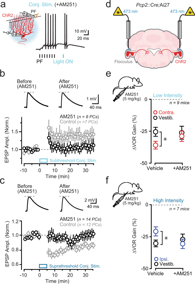 Optogenetically induced plasticity and learning requires endocannabinoid signaling.a In the presence of the CB1 receptor antagonist AM251 (5 μM), a parallel fiber (PF) tetanus (100 Hz, 70 ms) was repeatedly paired (300 repetitions; 1 Hz) with a light pulse (λ 461 nm; 5 ms; either 0.13 or 1.7 mW/mm2) to activate ChR2-expressing PCs. b, c Top: average parallel fiber-evoked EPSPs recorded in PCs before and after conjunctive pairing with an optogenetic stimulus either subthreshold or suprathreshold for dendritic spike firing. Bottom: plots of average EPSP amplitude across PCs for control recordings (gray) or in the presence of AM251 (black). Data obtained from 24 mice total. d During training, ChR2-expressing PCs in the flocculus were activated using optogenetic stimuli (12 pulses, 5 ms, 50 Hz) in conjunction with vestibular motion (1 Hz). Either vehicle (containing saline + DMSO) or AM251 (5 mg/kg in saline + DMSO) was administered 20 min prior to training. e, f Summary data for mice trained with either low- or high-intensity optogenetic stimuli timed to the end of contraversive or ipsiversive vestibular motion, respectively, after being administered vehicle or AM251. Separate sessions also included vestibular-only training in the same pharmacological conditions. Low-intensity stimulation, vehicle: vestibular vs. contraversive stimulation, P < 0.05; AM251: vestibular stimulation vs. contraversive stimulation, P > 0.05. High-intensity stimulation, vehicle: vestibular vs. ipsiversive stimulation, P < 0.05; AM251: vestibular vs. ipsiversive stimulation, P > 0.05. All data are mean ± SEM; asterisk indicates P < 0.05, two-way repeated measures with Sidak’s post test.
