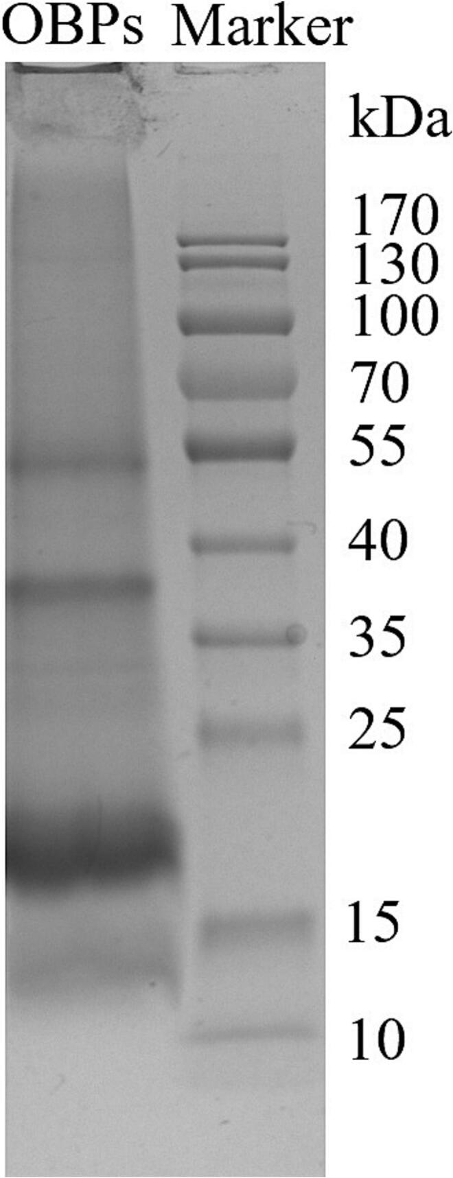 Sodium dodecyl sulfate–polyacrylamide gel electrophoresis of hemp seed oil body proteins (OBPs).