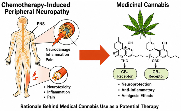 Potential therapeutic targets of THC and CBD via CB1/CB2 receptors [76].