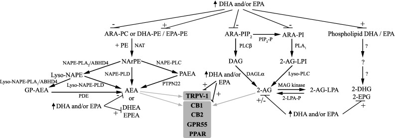 Interplay in the synthesis and actions of the 2-acylglycerols and ethanolamides derived from ARA, DHA and EPA. The major pathway for AEA production begins with N-acyltransferase (NAT) transferring ARA from phosphatidylcholine (ARA-PC) to phosphatidylethanolamine (PE) to generate N-arachidonoyl phosphatidylethanolamine (NArPE), which is followed by hydrolysis by N-acyl phosphatidylethanolamine-selective phospholipase D (NAPE-PLD) to produce AEA. Further pathways include NAPE deacylation by the α/β-hydrolase domain containing 4 (ABHD4) and either the glycerophosphoarachidonoylethanolamide produced (GP-NAPE) cleaved by phosphodiesterase (PDE) to produce AEA or lyso-NAPE is hydrolysed by lyso-NAPE-phospholipase D (PLD) directly to AEA. NAPE can also be hydrolysed by phospholipase C (NAPE-PLC) to generate phospho-anandamide (PAEA), which is dephosphorylated to AEA by phosphatases such as protein tyrosine phosphatase (PTPN22). DHEA and EPEA production from phospholipid bound DHA and EPA appears to share the same pathways. Synthesis of 2-AG occurs from phosphatidylinositol-bound ARA (ARA-PI) via phospholipase C-β (PLCβ) and production of an ARA-diacylglycerol (DAG), which is hydrolysed by diacylglycerol lipases-α to produce 2-AG. Further pathways include dephosphorylation of 2-AG-lysophosphatidic acid (2-AG-LPA) by LPA phosphatase (2-LPA-P) or via phospholipase A1 (PLA1) converting PI to 2-arachidonoyl-lyso PI (2-AG-LPI) and then to 2-AG by lyso phospholipase C (lyso-PLC). The pathways of 2-DPG and 2-EPG production are currently unknown. 2-AG and AEA act at CB1 and CB2 receptors, GPR55 and PPAR, with AEA additionally acting at TRPV-1 (shown in grey). Dietary DHA and EPA enrichment decreases phospholipid ARA and increases phospholipid DHA and EPA, and favours production of DHA and EPA-derived endocannabinoids, whereas acute DHA and EPA treatment in vitro increases 2-AG. DHA and EPA also regulate CB1, CB2 TRPV-1 and PPAR receptor activity and levels. For detailed explanations, refer to the text