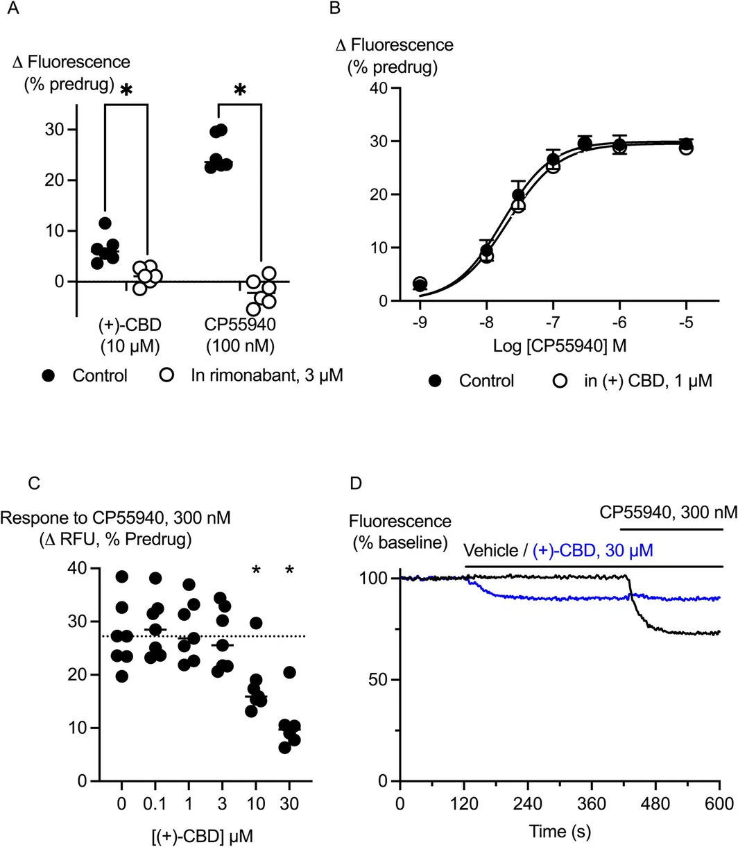 (+)‐CBD is a low efficacy, low potency agonist of CB1 receptors. AtT20 cells expressing CB1 receptors were preincubated for 5 min with (+)‐CBD or rimonabant and challenged with (+)‐CBD or CP55940. (A) Preincubation with rimonabant (3 μM) significantly (*) inhibited the effects of (+)‐CBD (30 μM) and CP55940 (100 nM; Student's unpaired t‐test, p < 0.05 for each). (B) Preincubation with (+)‐CBD, 1 μM, did not affect the concentration response relationship to subsequent application of CP55940 (n = 6). (C) preincubation with (+)‐CBD (10 μM, 30 μM) significantly (*) inhibited the effects of CP55940 (300 nM; one‐way ANOVA, p < 0.0001, followed by Dunnett's test for multiple comparisons, n = 7). (D) Example traces showing the hyperpolarization of AtT20‐CB1 cells by (+)‐CBD, and the subsequent inhibition of the response to CP55940.