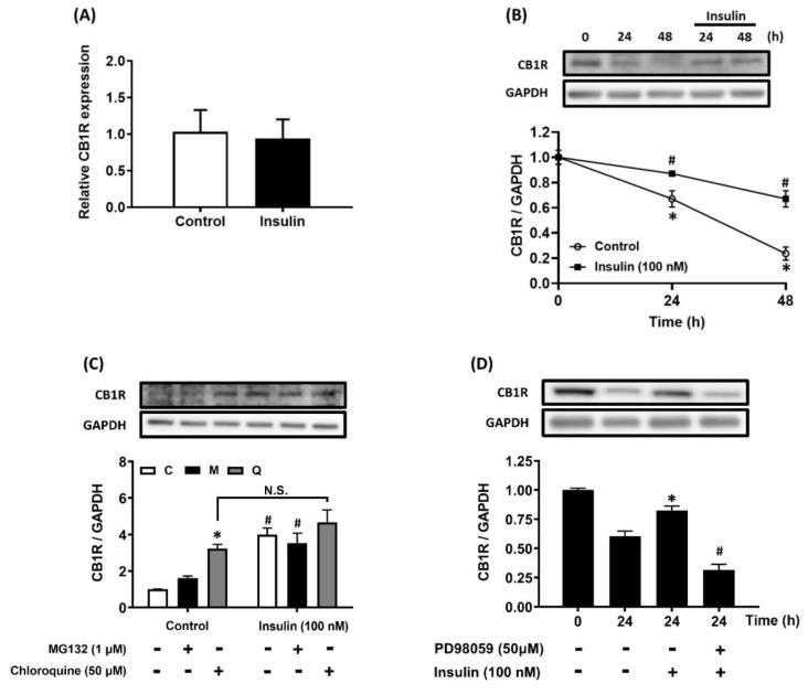 CB1R mRNA expression is not regulated by insulin and insulin prevents CB1R protein degradation by inhibiting the lysosomal degradation pathway. (A) AML12 hepatocytes were incubated with insulin (100 nM) for 24 h and CB1R mRNA expression was measured via real-time RT-PCR. (B) AML12 hepatocytes were preincubated with the protein-synthesis inhibitor cycloheximide (5 μg/ml) for 1 h and then incubated for another 24 h or 48 h in the presence or absence of 100 nM insulin in the continued presence or absence of cycloheximide. (C) To further clarify the effect of insulin-increased CB1R density on protein-degradation pathways, AML12 hepatocytes were preincubated with the protein-synthesis inhibitor cycloheximide (5 μg/ml) for 1 h. The hepatocytes were then preincubated for another 1 h in the presence or absence of the proteasomal degradation inhibitor MG132 (M, 1 μM) and the lysosomal degradation inhibitor chloroquine (Q, 50 μM). Finally, they were incubated for another 24 h in the presence or absence of 100 nM insulin in the continued presence or absence of the inhibitors. (D) AML12 hepatocytes were preincubated with cycloheximide (5 μg/ml) in the presence or absence of the ERK inhibitor PD98059 (50 μM) for 1 h and then incubated with 100 nM insulin for another 24 h in the continued presence or absence of the inhibitors. The expression of CB1R was measured via western blot. GAPDH served as a loading control. The results are expressed as fold change (mean ± SEM) from four biologically independent experiments. * p < .05 compared with the vehicle control; # p < .05 compared with insulin alone.