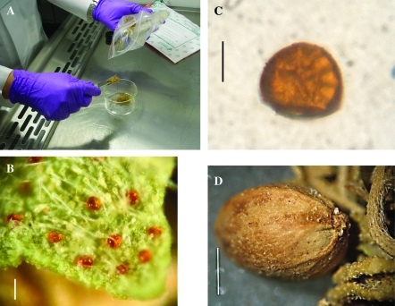 Photomicrographs of ancient cannabis. (A) Photograph of the whole cannabis sample being transferred in laminar flow hood. (B) Photomicrograph of leaf fragment at low power displaying non-glandular and amber sessile glandular trichomes. Note retention of chlorophyll and green colour, scale bar=100 μm. (C) Higher power photomicrograph of a single sessile glandular trichome. At least 4 of its 8 secretory cells are clearly visible on the right, and the scar of attachment to the stype cells in the centre, scale bar=25 μm. (D) Low power photomicrograph of a cannabis achene (‘seed’) including the base with a non-concave scar of attachment visible, scale bar=1 mm.