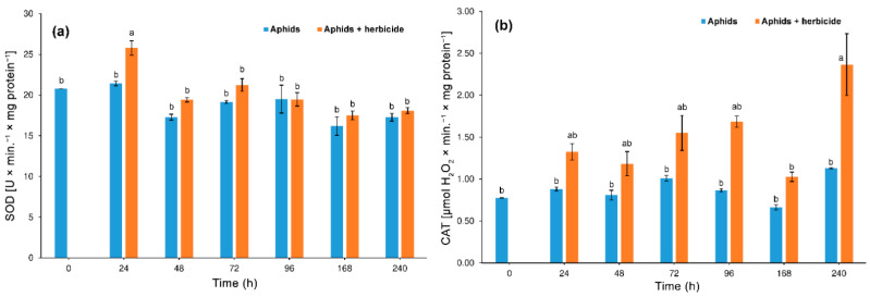 Activity change of superoxide dismutase (SOD) (a) and catalase (CAT) (b) in the tissues of hemp aphid (Phorodon cannabis) hemp plants (Cannabis sativa) following the application of Pantera 040 EC graminicide (mean ± SE; control = aphids on untreated C. sativa). Values not followed by the same letter are significantly different at the level of p < 0.05 (Tukey multiple range test).