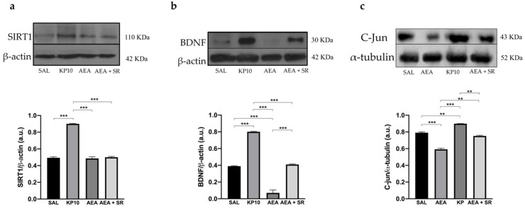 Modulation of SIRT1, BDNF, and c-Jun proteins. Representative immunoblot of SIRT1 (a), BDNF (b), and c-Jun (c) expressions in control (SAL), kisspeptin (KP10), anandamide (AEA), and AEA plus SR of treated animals. β-actin and β-tubulin were used as loading controls. Densitometric analyses show relative band intensity means (arbitrary units, a.u.) ± SEM (n = 3 for each group). **, p < 0.01; ***, p < 0.001.