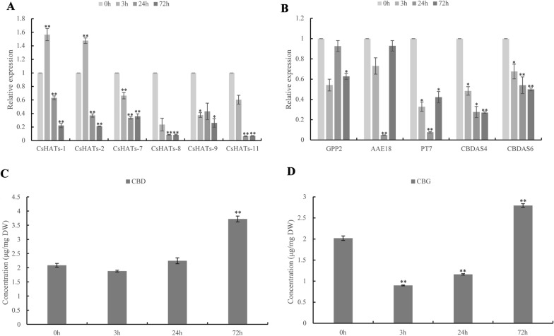 Relative expression of genes and the contents of CBD and CBG after PU139 treatment. A Levels of CsHAT expression after inhibitor treatment (measured by qRT-PCR). B Gene expression associated with cannabinoid synthesis after inhibitor treatment (measured by qRT-PCR). Data were normalised with the levels of EF1α, and vertical bars indicate the standard deviation. C–D Contents of CBD and CBG after PU139 treatment. Vertical bars indicate the standard deviation. (**P < 0.01; *P < 0.05)