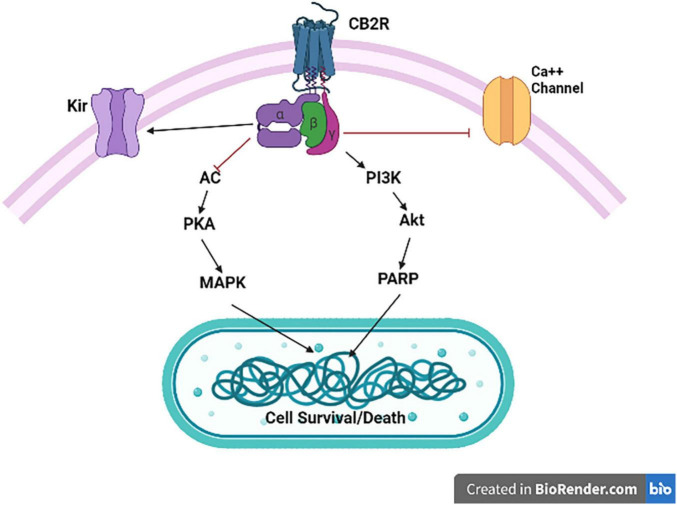 Cannabinoid type 2 receptor signaling. CB2R activation is associated with Gαi/o-dependent inhibition of AC activity and Gβγ-dependent activation of the different MAPK cascades. CB2R activation also results in inhibition of specific calcium channels (Ca++), and enhance opening of inwardly rectifying potassium (Kir) channels.