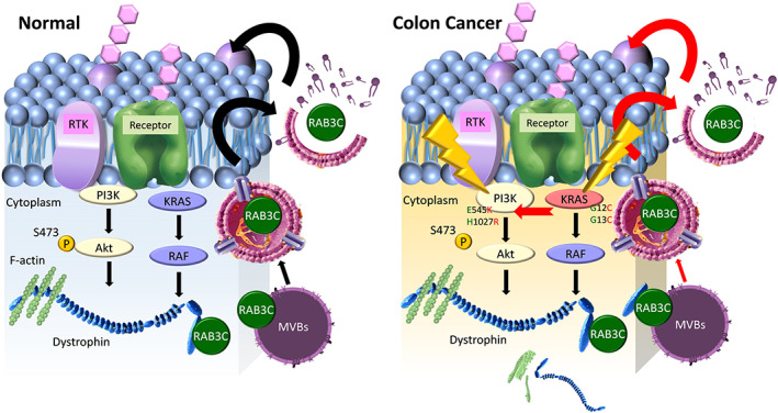 Schematic representation of the study. This illustration integrates our evidence for the ability of RAB3C to regulate the exosome formation, its interaction with dystrophin, and its relevance to gene‐altering events in CRC.