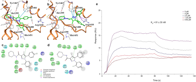 SR141716 interacts with p300/KAT3B. (a) 3D docking models of SR141716 (colored by atom types: C green, O red, N blue, polar H light gray, Cl dark green) in the binding site of p300/KAT3B (secondary structure depicted in orange ribbons) and (c) associated 2D interaction panel; (b) alternative 3D docking models of SR141716 and (d) associated 2D interaction panel. Residues in the active site are represented in sticks (colored by atom types: C grey, N blue, O red, S yellow, H light gray). H-bonds ligand/protein interactions are represented in green dotted lines, while π-π interactions are depicted with cyan dotted lines and halogen bonds are reported with violet dotted lines. (e) Sensorgrams obtained from different injections (0.62, 1.25, 2.5, 4 and 5 μM) of SR141716 to immobilized hKAT3B/p300 (catalytic domain, aa 1284–1673).