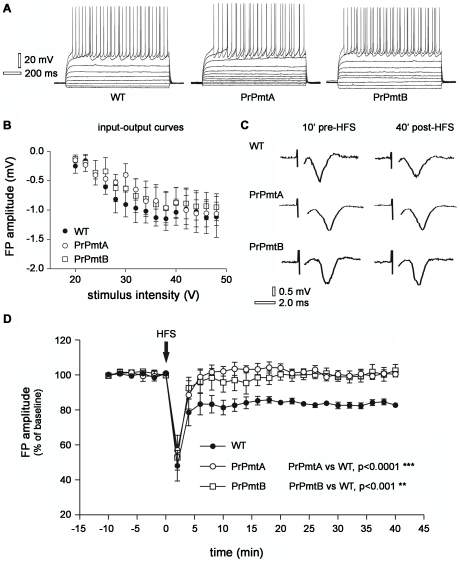 Electrophysiological analysis demonstrates absent long term depression (LTD) in corticostriatal slices of old mice.Voltage traces of striatal medium spiny neurons (MSNs) recorded in whole-cell patch-clamp during hyperpolarizing and depolarizing steps of current. Note the similar firing pattern discharge in the representative WT, PrPmtA and PrPmtB neuron (A). Graph showing a similar input-output curve of striatal field potential (FP) evoked by 200 µsec stimuli of increasing voltage intensities applied on corticostriatal fibers in WT, PrPmtA and PrPmtB mice (B). Representative examples of corticostriatal FP acquired 10 min before high frequency stimulation (HFS) protocol and 40 min after HFS in WT, PrPmtA and PrPmtB mice (C). Time-course of FP amplitudes showing the induction of LTD only in WT mice, whereas no long-lasting change of the FP amplitude in PrPmtA and PrPmtB mice is monitored up to 40 min following the HFS protocol application (D). The significance level was established at p<0.001 (**) and p<0.0001 (***).