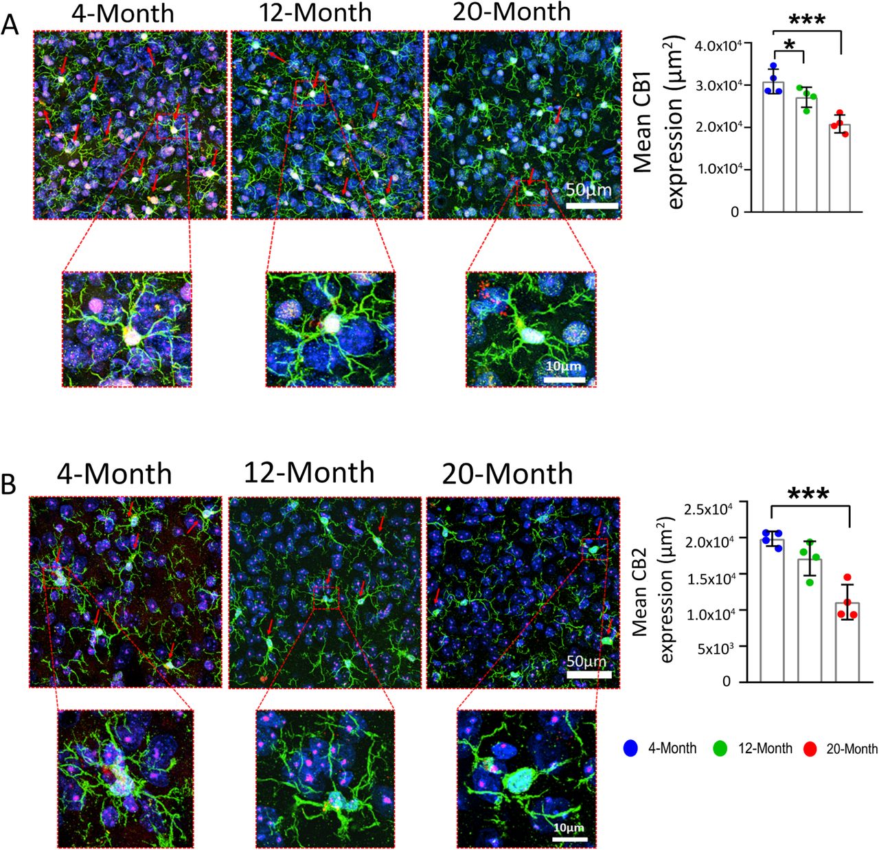 Age-related remodelling of microglial CB1/CB2 receptors in the mPFC.CB1 (A) and CB2 (B) receptor protein was significantly reduced in the mPFC of aged mice, while treatment with CBD effectively reversed these deficits. Representative confocal images show Green; microglia (IBA1+), Red: cannabinoid receptors (CB1 or CB2+ve), and Blue: nuclear staining (DAPI +ve). Data are represented as mean ± SEM, one-way ANOVA followed by Tukey’s multiple comparisons. *p < 0.05, ***p < 0.001. N = 4 mice per group.