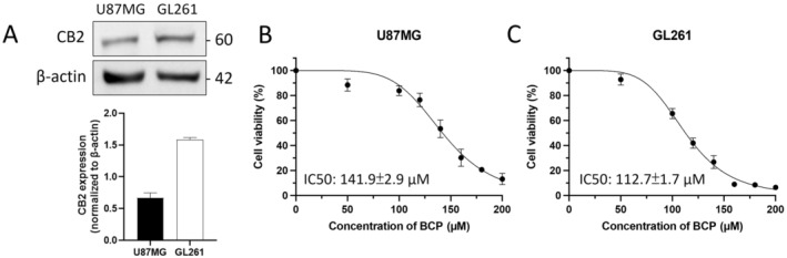 CB2 expression in GBM cell lines and cell viability after BCP treatment. (A) The western blotting images indicate that U87MG and GL261 cells express CB2. The viability of (B) U87MG and (C) GL261 cells was measured after treatment with BCP. The IC50 values of BCP in each cell line are presented in the figures. Error bars indicate SEM and the range of three biological replicates.