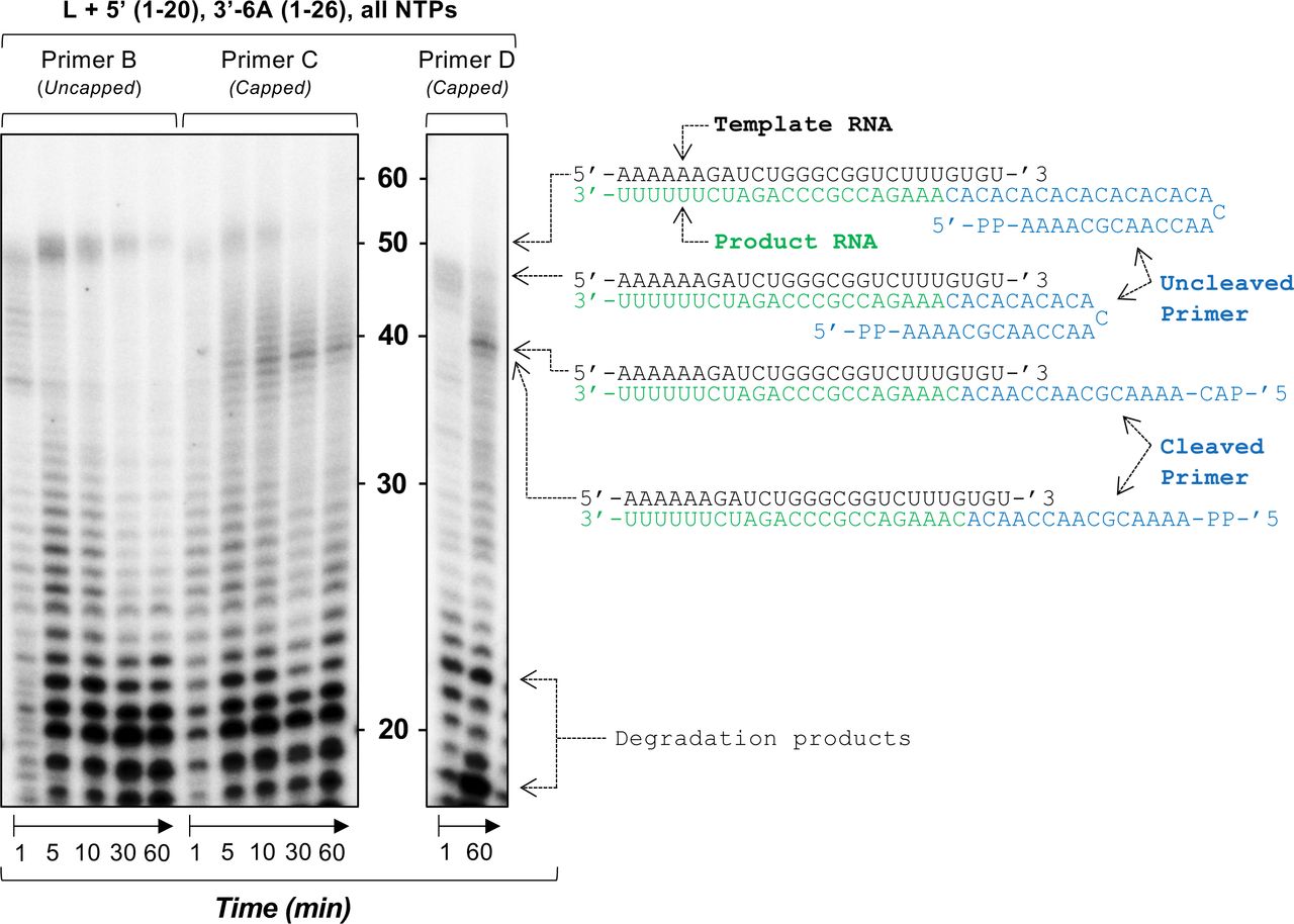 Establishing an in vitro cap-snatching reaction.(Left Panel) The impact of primer capping in the presence of the wild type SFTSV L protein was tested in vitro. The reactions were carried out with the L 5’ (1–20), L 3’-6A (1–26), and a 32 nt primer that was either diphosphorylated at the 5’ end or capped through the addition of an m7GTP cap under standard polymerase assay conditions (see Materials and Methods). (Right Panel) The impact of primer length was then tested in vitro. The reactions were carried out with the wild type L protein, which was incubated with the L 5’ (1–20), L 3’-6A (1–26), and a 24 nt primer that was capped through the addition of an m7GTP cap at the 5’ end as per our standard polymerase assay conditions (see Materials and Methods). For both reactions, aliquots were taken at regular time intervals from 1 minute to 60 minutes. Products were separated by denaturing gel electrophoresis and visualized by autoradiography.