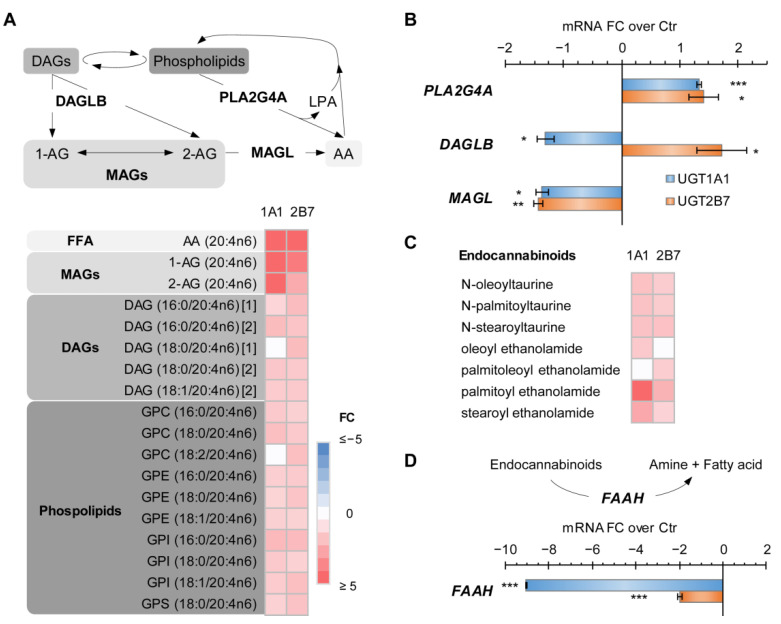 UGT1A1 and UGT2B7 enzymes induce an accumulation of bioactive lipids. (A) Arachidonic acid (AA; C20:4n6) and its precursors, 1-arachidonoylglycerol (1-AG) and 2-AG, are elevated in cells expressing UGT1A1 and UGT2B7 enzymes, whereas the levels of these metabolites are almost unaffected by the expression of alt. UGT1A1 and alt. UGT2B7 (Table S2). MAG, monoacylglycerol; DAG, diacylglycerol; GPC, glycerophosphocholine; GPE, glycerophosphoethanolamine; GPI, glycerophosphoinositol; GPS, glycerophosphoserine; LPA, lysophosphatidic acid. MAGL, monoacylglycerol lipase; DAGLB, diacylglycerol lipase B; PLA2G4A, cytosolic phospholipase A2 group IV A. Lipid species are detailed in parentheses. (B) The accumulation of AA is linked to an increased expression of PLA2G4A and repressed expression of MAGL in enzyme-expressing cells, as detected by reverse-transcriptase-quantitative-PCR (RT-qPCR). DAGLB expression did not correlate with levels of AA-containing lipids. mRNA fold change (FC) over control (Ctr) cells is displayed. (C) Enrichment of endocannabinoids in UGT enzyme-expressing cells. (D) The expression of the fatty acid amide hydrolase (FAAH), catalyzing the hydrolysis of endocannabinoids, was decreased in enzyme-expressing cells. Metabolite fold changes (FC) relative to control cells are provided in heatmaps. Non-significant metabolites are displayed in white. *** p < 0.001, ** p < 0.01, * p < 0.05.