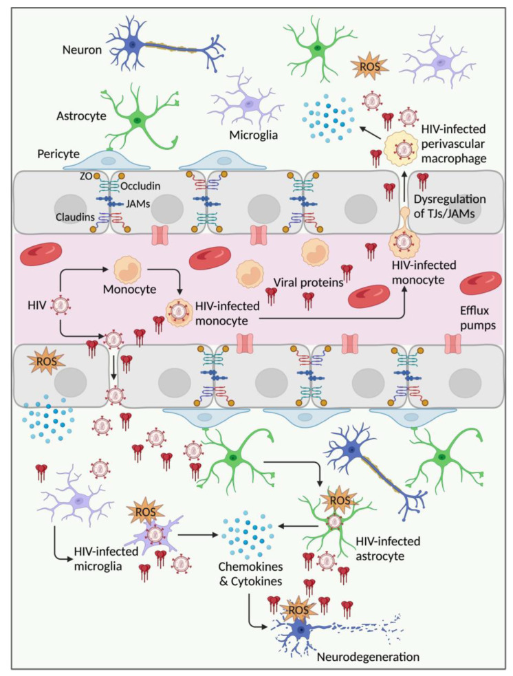 Schematic illustration of HAND neuropathogenesis. Following contact with the brain endothelium, circulating HIV-infected leukocytes, virions, and viral proteins (e.g., gp120, Tat, Nef) induce blood-brain barrier (BBB) injury, associated with increased inflammation and production of reactive oxygen species (ROS), damage to endothelial tight junction (TJ) proteins (occludin, claudins, zonula occludens), and damage to adherent junctions (junctional adhesion molecules (JAMs)) proteins. This results in BBB dysfunction, including increased permeability and infiltration of HIV and infected cells into the central nervous system (CNS). Once in the brain, HIV infects resident brain cells, including microglia (productive infection) and astrocytes. Productively infected brain cells further release HIV and viral proteins, inflammatory cytokines, chemokines, and ROS. These factors further increase BBB injury and dysfunction, CNS infection, and induce neuronal injury. Repeated and prolonged neuronal injury causes neurodegeneration, which can result in HIV-associated neurocognitive disorders (HAND). Created with BioRender.com (accessed on 14 June 2024).