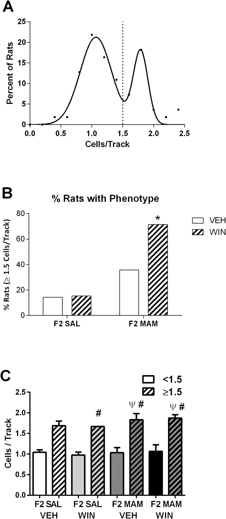 Adolescent exposure to WIN55,212-2 increases the proportion of F2 methylazoxymethanol acetate (MAM) rats displaying a schizophrenia-like phenotype. (A) Dopamine population activity recorded from all animals (F2 saline [SAL] and F2 MAM) follows a bimodal distribution (R2=0.96) and a split around 1.5 spontaneously active dopamine cells per track. Some F2 MAM animals inherit a schizophrenia-like hyperdopaminergic phenotype (augmented dopamine population activity) from their F1 MAM parent (right distribution), while others show a phenotype closer to 1.0 cells/track, like their control parent (left distribution). (B) Percentage of rats with ≥1.5 dopamine cells per track for each treatment group. (C) Average dopamine cells per track (<1.5 solid colors, ≥1.5 striped) in each treatment group. * Represents a significant difference from F2 SAL x Vehicle and F2 SAL x WIN groups (chi square, Marasculio’s posthoc). Ψ Represents a significant difference from the F2 SAL VEH <1.5 cells/track subgroup (solid white), while # represents a significant difference from a treatment’s respective <1.5 cells/track subgroup (corresponding solid color) (1-way ANOVA, P<.0001, Holm-Sidak). The proportion of animals with ≥1.5 dopamine cells per track was: 2/14 (F2 SAL VEH), 2/13 (F2 SAL WIN), 5/14 (F2 MAM VEH), 10/14 (F2 MAM WIN).