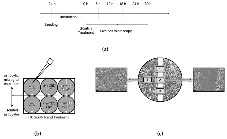 (a) Protocol of scratch-wound assay; (b) Experimental setup and treatment groups; (c) Selection of the observed positions