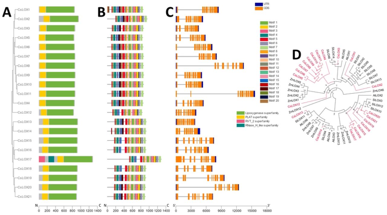 Phylogenetic, genetic, motif, and domain analysis of the CsLOX gene family. (A) Cladogram of peptide sequences and conserved domains. (B) Distribution of conserved peptide sequence motifs. Colors are described in legend; x-axis represents length of peptides in amino acids. (C) Diagram of genetic structure. Blue bars, orange bars, and gray lines represent untranslated regions, exons, and introns, respectively; x-axis represents length of gene in nucleotides. (D) Polar cladogram depicting evolutionary relationship with gene families of selected species. Node labels show confidence values from 1000 bootstrap replications.