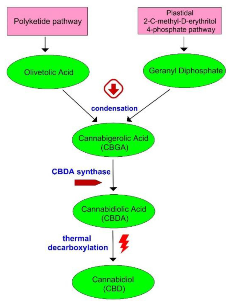 Biosynthesis of CBD.