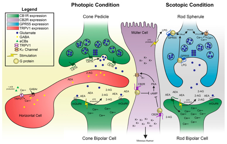 The hypothetical molecular mechanisms for typical and atypical cannabinoid receptors action in the retina is illustrated at the photoreceptor-bipolar cell synapse. This may also exist in several other synapses in the visual where this differential expression pattern exists. LPG, as suggested in previous models [30,41], could be produced by Müller cells. Adapted from [30].