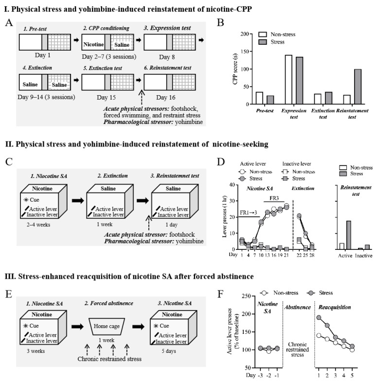 Animal models of stress-induced nicotine relapse. (A) Schematic procedure of physical stress- and yohimbine-induced reinstatement of nicotine CPP. Animals underwent pre-test, conditioning, expression test, extinction, extinction test, and reinstatement test of nicotine CPP. Acute physical stress or yohimbine were given immediately before the reinstatement test. (B) Representative of behavioral data. Stressed animals showed a higher level of preference for the nicotine-paired side during the reinstatement test. (C) Schematic procedure of physical stress- and yohimbine-induced reinstatement of nicotine-seeking. Animals underwent nicotine self-administration, extinction, and reinstatement test. Acute physical stress or yohimbine were given immediately before the reinstatement of the nicotine-seeking test. Active but not inactive lever was paired with intravenous nicotine administration. (D) Representative of behavioral data. Stressed animals showed an increase in active lever presses during the reinstatement test. (E) Schematic procedure of stress-enhanced reacquisition of nicotine SA after forced abstinence. Animals underwent long-access nicotine self-administration (23 h/day), forced abstinence in the home cage, and nicotine self-administration again (reacquisition). Chronic restrained stress was conducted during the force abstinence period. (F) Representative of behavioral data. Compared to non-stressed animals, stressed animals showed higher levels of active presses during the reacquisition phase. CPP: conditioned place preference; SA: self-administration.