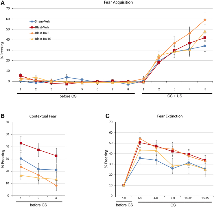 Auditory fear conditioning. Fear responses were measured by the proportion of time the animal spent freezing during each time block. (A) Fear acquisition. Mice were allowed to acclimatize to the chamber for 4 min (before-CS time blocks 1–8) and were then given five training trials, each consisting of an auditory cue (CS) coterminating with a foot shock (US). Freezing increased progressively with each successive training trial (CS + US time blocks 1–5). Sham-Veh and Blast-Veh mice were not significantly different (p = 0.527 over the last three trials). Blast-Ral10 mice were similar to Sham-Veh and Blast-Veh mice (p = 0.789 and p = 1.000, respectively). Blast-Ral5 mice, however, showed significantly more freezing over the last three trials than Sham-Veh mice (p = 0.005), indicative of enhanced fear learning. (B) Contextual fear. The next day, contextual fear was assessed for 3 min after mice were returned to the chamber, before CS-only presentations. Data are shown for the first three 20-sec time blocks. Freezing was significantly greater for Blast-Veh mice than for Sham-Veh mice (p = 0.005). Freezing scores for Blast-Ral5 and Blast-Ral10 mice were significantly less than for Blast-Veh mice (p = 0.0003 and p = 0.0001, respectively) and not significantly different than for Sham-Veh mice (p = 0.407 and p = 0.268, respectively). Thus, contextual fear was enhanced after focal cranial blast, and both doses of raloxifene normalized this increase. (C) Fear extinction. Mice received fifteen 20-sec presentations of the CS, with 2 min between presentations. Freezing values were normalized for all test blocks for each mouse so that the averages for the three 20-sec time blocks preceding the first CS presentation were 10%. Data shown are the average for three successive trials. Freezing across the 15 CS presentations was significantly greater for Blast-Veh mice than for Sham-Veh mice (p = 0.0002), indicating increased conditioned fear. Freezing for Blast-Ral10 mice was not significantly different than for Sham-Veh mice (p = 0.807) and somewhat, although not significantly, less than for Blast-Veh mice (p = 0.103). By contrast, freezing for Blast-Ral5 mice was similar to that for Blast-Veh mice (p = 1.00) and significantly greater than for Sham-Veh mice (p = 0.007). Thus, the 10 mg/kg dose of raloxifene, but not the 5 mg/kg dose, prevented the increase in conditioned fear produced by focal cranial blast. Data were analyzed with one-way ANOVA followed by Tukey's post hoc correction for multiple comparisons. Error bars are SEMs. Animal numbers: 24 Sham-Veh, 25 Blast-Veh, 10 Blast-Ral5, and 10 Blast-Ral10. ANOVA, analysis of variance; CS, conditioned stimulus; SEM, standard error of the mean; US, unconditioned stimulus.