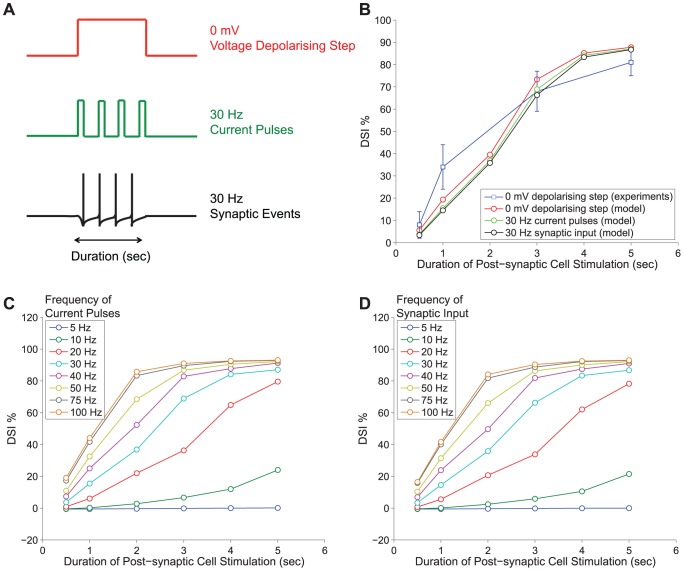 DSI induction with various stimulation protocols. Panel A: DSI is induced for various durations of stimulation (0.5–5 sec) with three different protocols; a depolarising voltage step to 0 mV, a 30 Hz train of current pulses (5 msec duration) and a 30 Hz train of action potentials on the excitatory synapse. Panel B: The DSI for all three protocols (depolarising voltage step to 0 mV in red, 30 current pulses in green and synaptic input in black) is superimposed on the experimental results from [16], obtained for depolarising voltage steps of varying duration (in blue). Panel C and D: DSI is induced for various durations of stimulation (0.5–5 sec) with a train of current pulses, 5 msec duration, (Panel C) and a train of synaptic events (Panel D). The frequency of the stimulatory trains in both cases is varied from 5–100 Hz generating almost identical results (see Protocol 5).